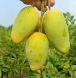 কাটিমন | ১০ কেজি