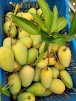 কাটিমন | ১০ কেজি - Image 2