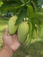 কাটিমন | ৫ কেজি - Image 2