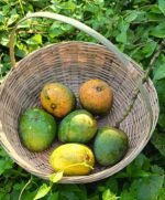 হিমসাগর | ১২  কেজি - Image 3