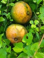 হিমসাগর | ১০  কেজি - Image 3
