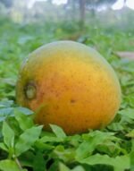 হিমসাগর | ২০  কেজি - Image 2