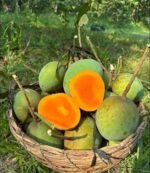 হিমসাগর | ১০  কেজি - Image 2