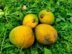হিমসাগর | ১০  কেজি - Image 3