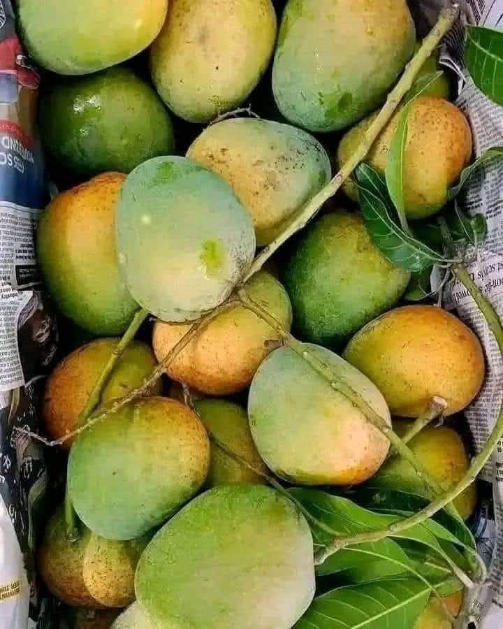 হিমসাগর