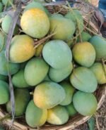 হিমসাগর | ২০  কেজি - Image 3