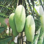 ব্যানানা আম | ১০ কেজি - Image 2