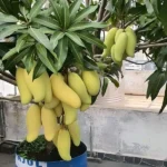 ব্যানানা আম | ১০ কেজি - Image 3
