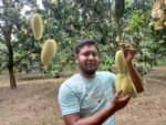 ব্যানানা আম | ১০ কেজি - Image 4