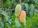 ব্যানানা আম | ১০ কেজি